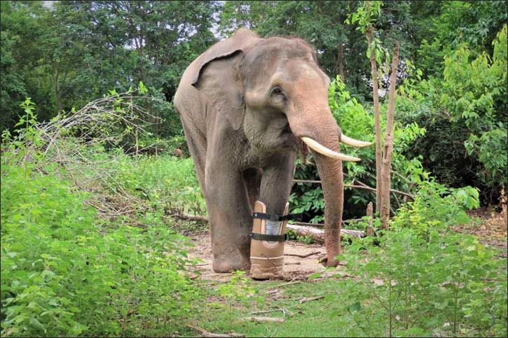 Emirates Park Zoo & Resort in Abu Dhabi to support rescue and rehabilitation of endangered animals in Cambodia