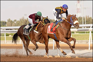 Taif Racing Season's Third Week Kicks Off with Key Races