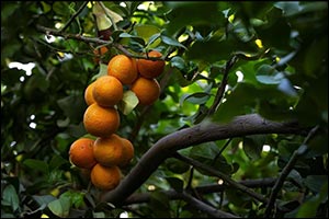 Najrani Oranges and Citrus Production Solidify Region's Role in Food Security