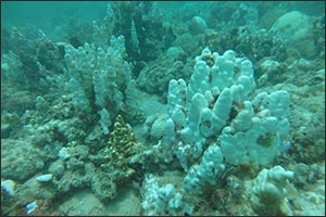 Scientists Identify What Triggers Extreme Summer Heat in the Arabian Gulf