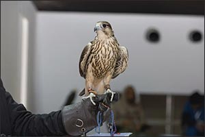 Elite Local Falconers Crowned with 12 Cups at King Abdulaziz Falconry Festival