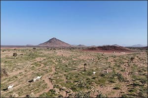 Seasonal Bloom Revitalizes Wadi Al-Jarirah in Madinah, Attracts Visitors