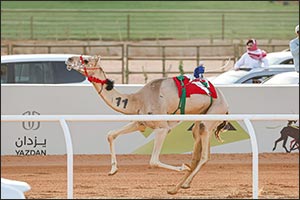 Under the Patronage of Custodian of the Two Holy Mosques, Riyadh Governor Attends Closing of 3rd Custodian of the Two Holy Mosques Camel Festival