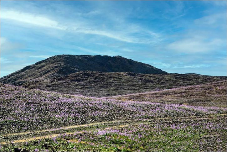 Diplotaxis Acris Blankets Mountains of Hail