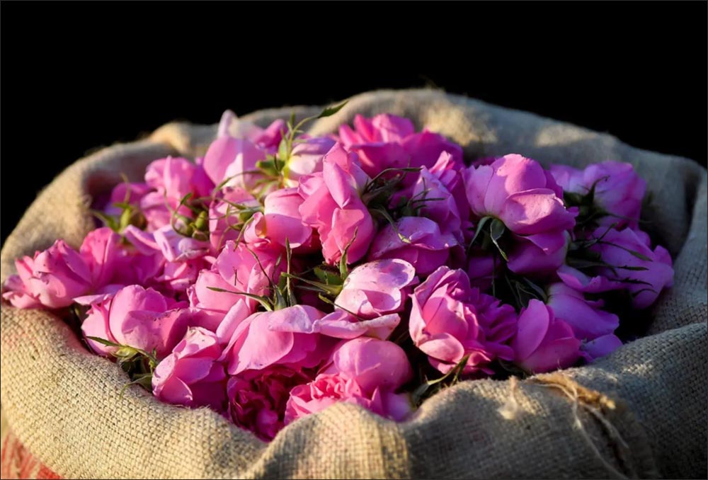 Saudi Reef Reports 15% Growth in Rose Production