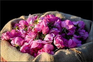 Saudi Reef Reports 15% Growth in Rose Production