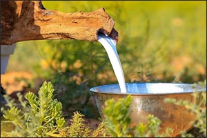 Camel Milk: A Seasonal Staple Reviving Spring Traditions in Northern Borders