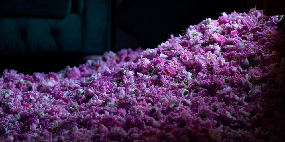 Taif Rose Harvest Season Produces over 550 Million Roses