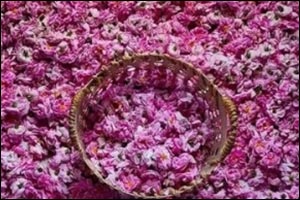 Taif Rose Harvest Season Produces over 550 Million Roses