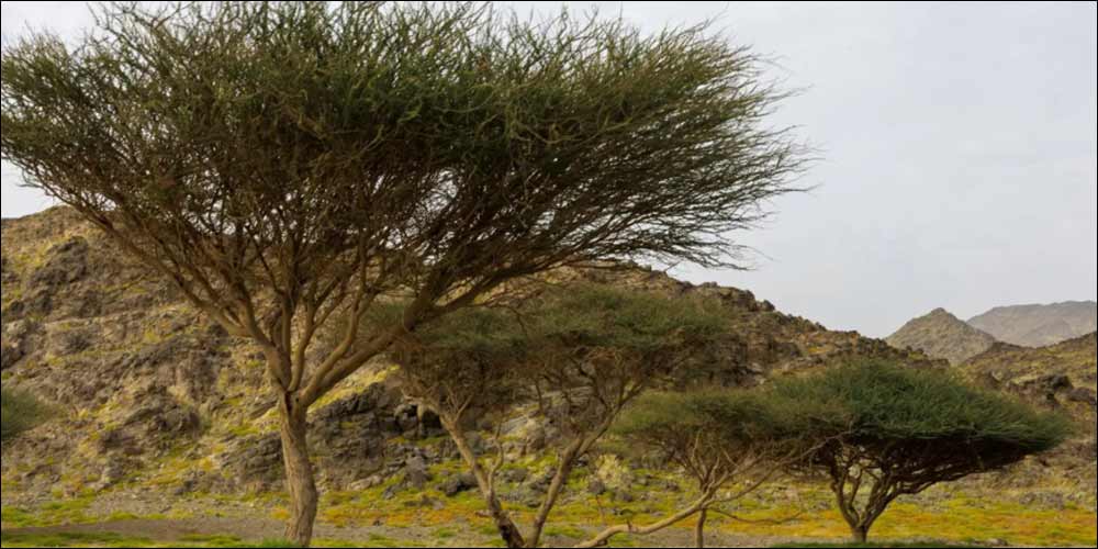 Spring Atmosphere Draws Visitors to Southern Umluj Governorate