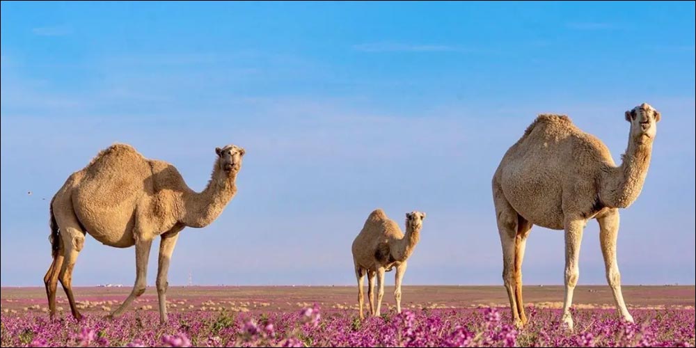 Camels: Essential Pillars of Northern Borders Region's Economy