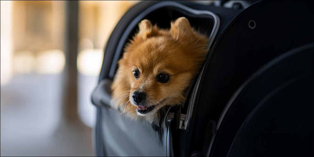 Etihad Airways Makes Travelling with Pets More Accessible with a Special Pets Onboard Promotional Offer