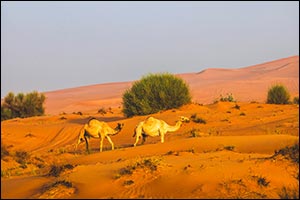 Under the directives of Hamdan bin Zayed, Environment Agency � Abu Dhabi announces emirate's 2026 grazing season to run exceptionally from 22 April until 15 October
