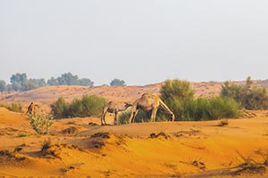 Under the directives of Hamdan bin Zayed, Environment Agency  � Abu Dhabi announces emirate's 2026 grazing season to run exceptionally from 22 April until 15 October