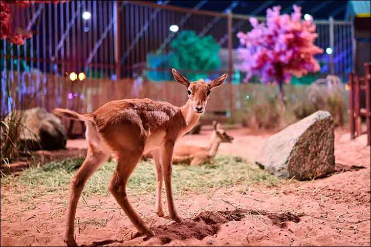 ‘Forest Wonders' Offers Unique Blend of Entertainment and Education at Jeddah Season