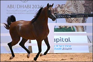 Abu Dhabi International Hunting and Equestrian Exhibition announces Emirates Arabian Horse Society as Equestrian Sector Partner