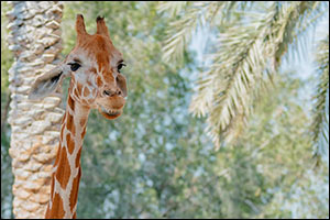 Baby Boom at Emirates Park Zoo & Resort- New Borns… New Life!