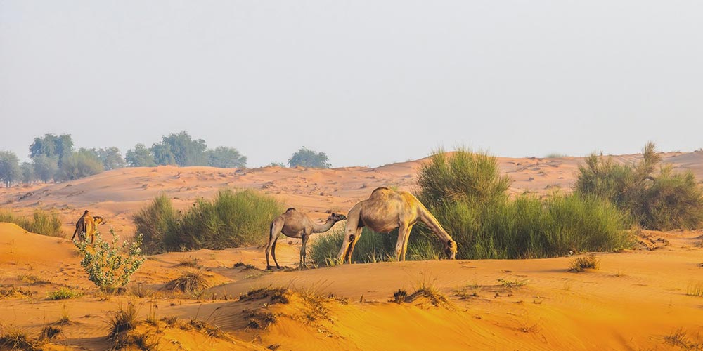 Under the directives of Hamdan bin Zayed, Environment Agency – Abu Dhabi announces emirate's 2026 grazing season to run exceptionally from 22 April until 15 October