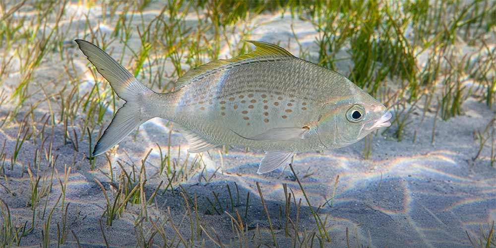Under directives of Hamdan bin Zayed, Environment Agency – Abu Dhabi implements ministerial decisions reshaping emirate's fishing regulations for 2026