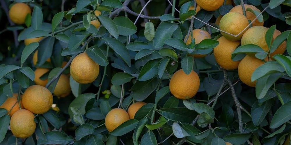 Najran Emerges as a Leading Agricultural Hub in Saudi Arabia
