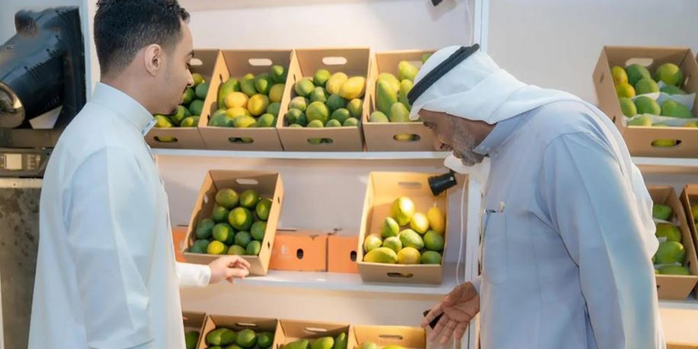Jazan Mango Harvest Brings Together Two Generations Between Tradition and Innovation