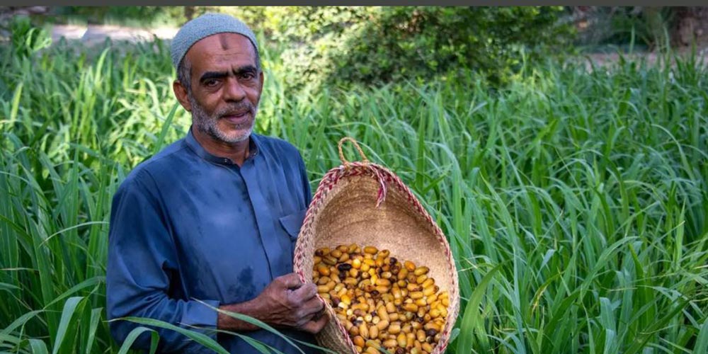 Early Date Harvest Arrives in Al-Ahsa Central Markets