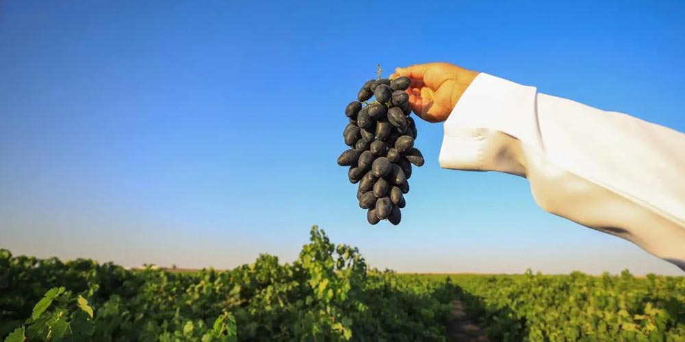 Grapes Boost Qassim's Agricultural Profile with Annual Production Exceeding 30,000 Tons
