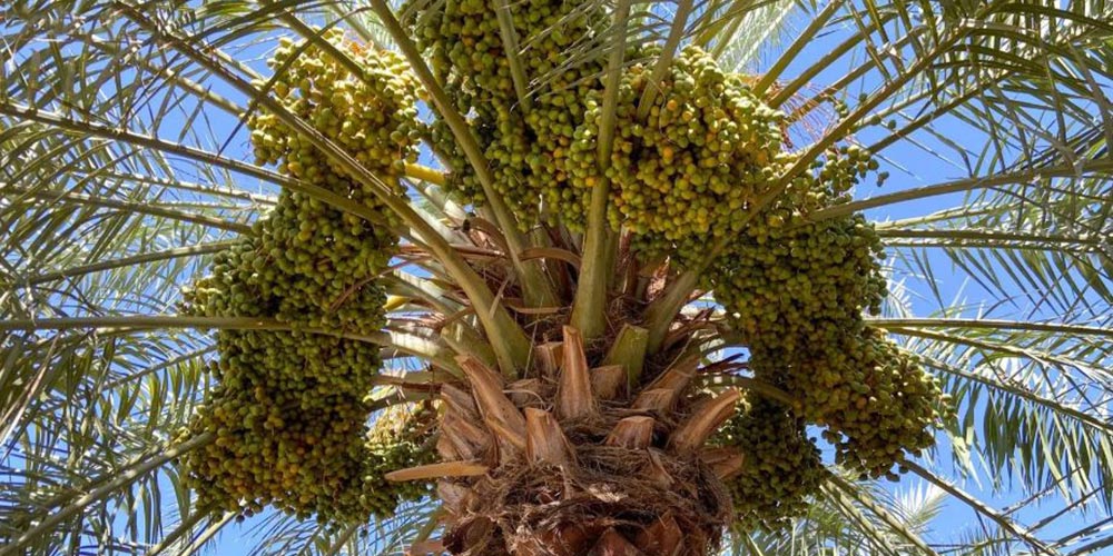 Qassim Welcomes Rutab Season as Dates Begin Changing Color