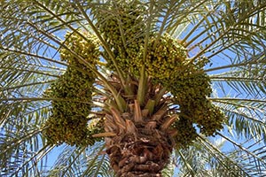 Qassim Welcomes Rutab Season as Dates Begin Changing Color