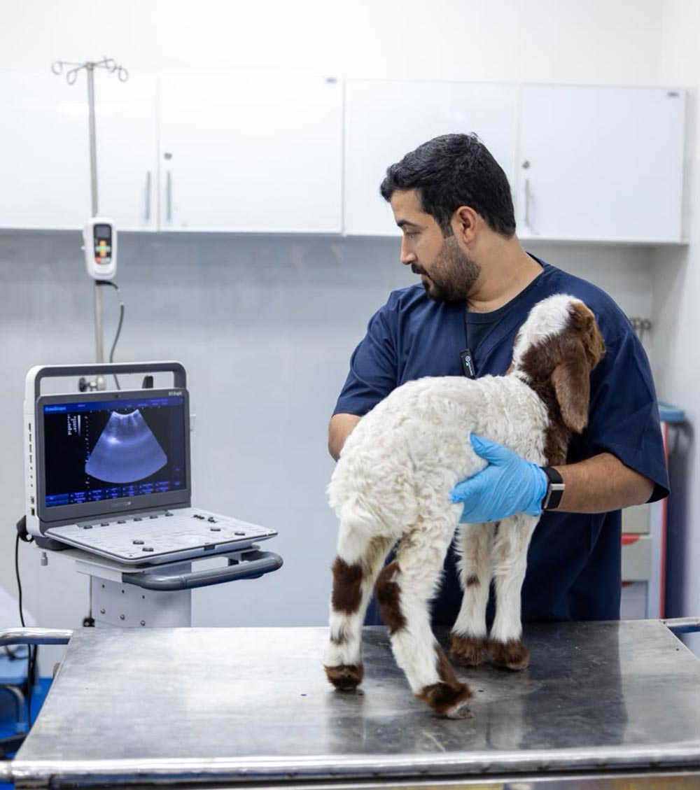 Dubai Municipality delivers nearly 183,700 veterinary services through advanced healthcare and public health ecosystem in H1 2026