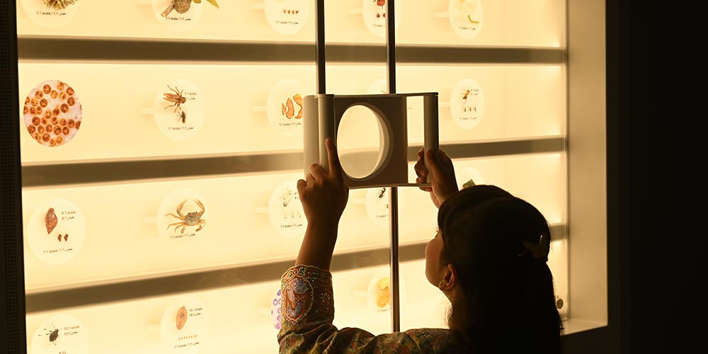 Natural History Museum Abu Dhabi Marine Month WHAT'S ON: August 2026