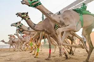 Saudi Camel Sports to Host Arab Rounds at the 2026 Crown Prince Camel Festival in Taif