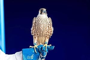 Three Falcons Fetch SAR369,000 on 10th Night of 2026 National Center for Falcons Auction